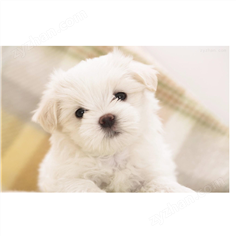 科研低溫保存箱