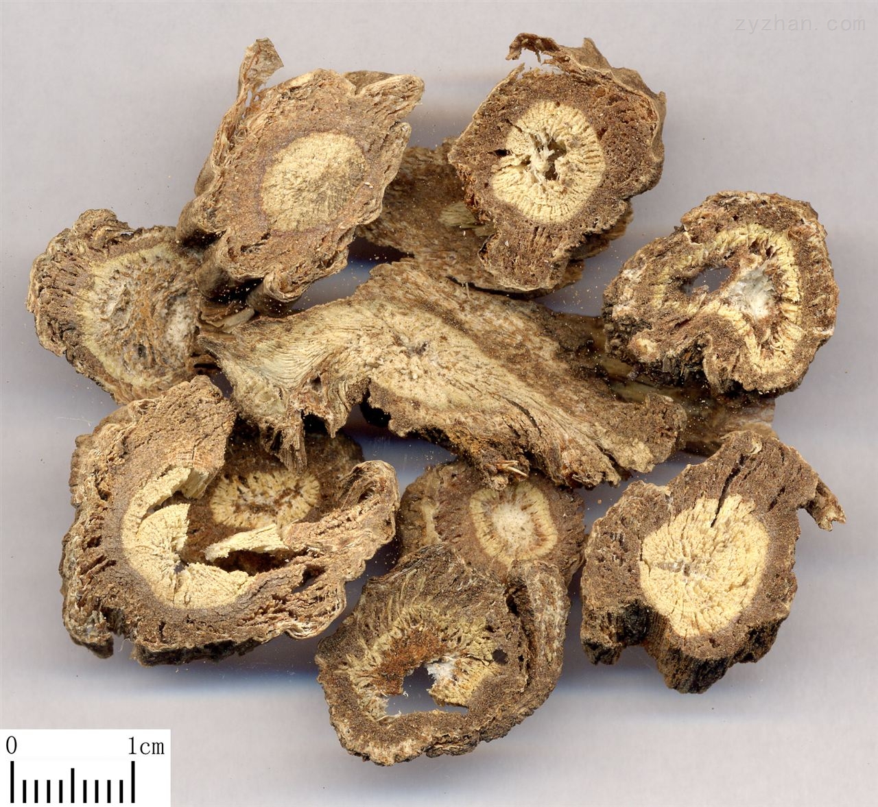 独活提取物doubleteeth pubescent angelica root p.e.