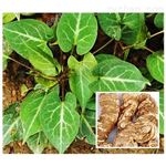 水溶性何首烏提取物10:1