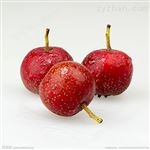 山楂提取物 山楂黃酮10%