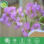 大花紫薇提取物 科羅索酸 2α-羥基熊果酸 5% 10% 20% 30%